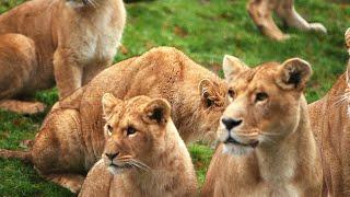 Zoo de Cerza, au coeur du plus grand zoo de Normandie