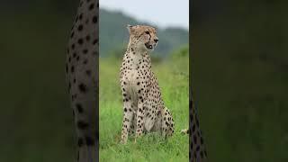 Male Cheetah Calling For His Brother #shorts #southafrica
