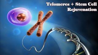  Regenerieren Sie Ihre Telomere! ~ Bleiben Sie für immer jung ~ Sanfte Regengeräusche