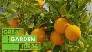 Essential Tips for Caring for Citrus Trees: Expert Gardening Advice | GARDEN | Great Home Ideas