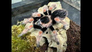 Brachypelma baumgarteni , Mexican orange beauty  rehouse and care