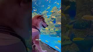 This dog has a bunch of pet fish.#shorts #animals #dog #fish #cute