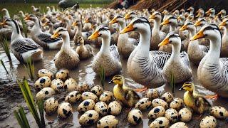 Inside Organic Duck Farm - How Duck Farm Produces Millions Of Eggs