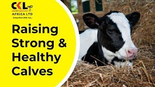 Raising Strong & Healthy Calves