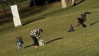 Eagle Snatches Baby in Viral Video: Caught on Tape - Is it Real or Fake?