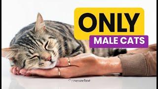 Super Weird Things Only MALE Cats Do For Their Owners and Why