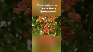 Почему фисташки такие дорогие