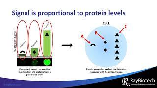 What is an Antibody Array?