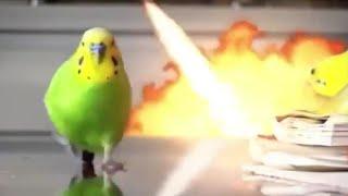 Попугай эпично убегает от взрыва под кавер на песню Deja Vu от Мармока в течение получаса
