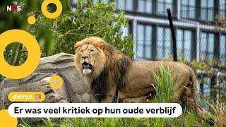 Leeuwen in Artis hebben eindelijk ruimte, klimbomen en een waterval