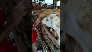 Lihat kambing cantik di kandang | Kanna and Nikka #shorts