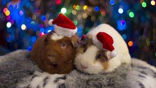 Guinea pig for christmas