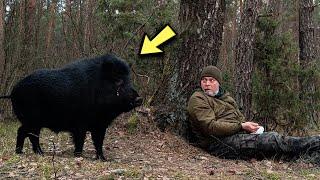 A Man Met A Wild Boar In The Forest, And Then Something Incredible Happened!