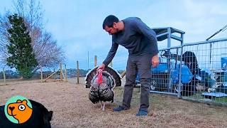 Bossy Turkey Befriends a Man And Screams For His Kisses | Cuddle Buddies