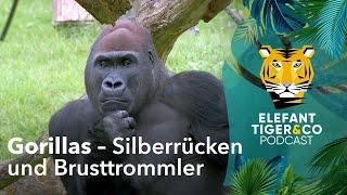 ETC-Podcast: Brusttrommler und Silberrücken | Elefant, Tiger & Co. | MDR