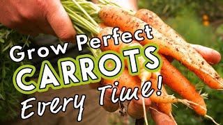 Grow Perfect Carrots Every Time! 