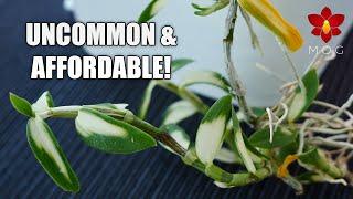 Unique & Uncommon Orchids.. but make them affordable 