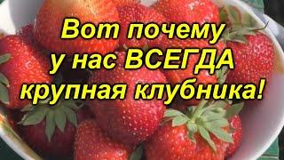 Всего одна подкормка и ягода на клубнике будет КРУПНОЙ! "Копеечная" [подкормка] клубники.