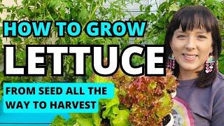 The Ultimate Lettuce Growing Guide: From Seed To Harvest #lettuce #garden #gardeningtips #homestead