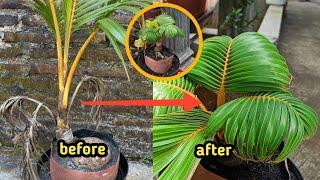 THE EASY WAY TO MAKE A COCONUT BONSAI