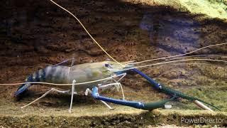 Giant freshwater prawn ( Macrobrachium rosenbergii ) documentary