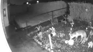 Fox in night vision