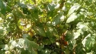 Tuta Absoluta -Tomato leaf miner