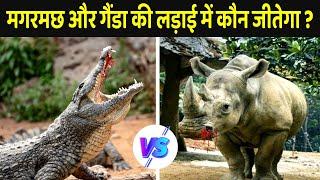 Who will win in the fight between crocodile and rhinoceros? , Crocodile Vs Rhino Who Would Win