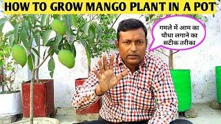 HOW TO GROW MANGO PLANT IN A POT?||आम का पौधा गमले में लगाने का सटीक तरीका || Mango Plant In Pot