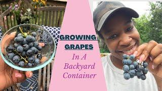 Growing Grapes in A Container  Broadway Gardener