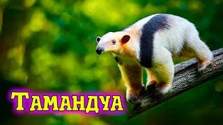 Who is called Tamandua?