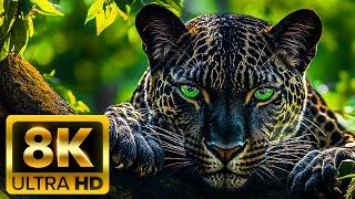  WONDER OF WILDLIFE 8K (60FPS) ULTRA HD | Amazing Animal Moments