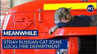 Stray Russian Cat Joins Local Fire Department  | The Moscow Times