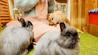 Visiting Japan's Cute Rabbit Cafe | Bunny Cafe Moff Rell | ASMR
