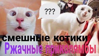 смешные видео про котов с озвучкой до слез нарезка приколов с котами СМЕХ ДО СЛЕЗ 20 мин!