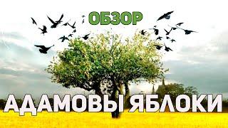 Адамовы яблоки - Обзор фильма