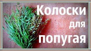 Колоски. Букетик из колосков. Зелень для попугая.Травка.