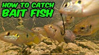 Micro Fishing! HOW TO CATCH BAIT FISH | Monster Mike