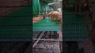 How Russian Goat Farms Use Goat Poop for Fertilizer! 