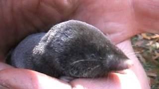 A short tailed Shrew becomes my friend