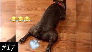 FARTING DOGS Compilation | Funniest Dog Farting | 2021