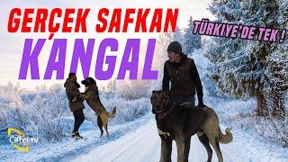 Gerçek Safkan Kangal / Türkiye'de Tek! - Türk Aslanları