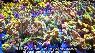 Some of the business aspects of starting a coral farming business out of your house - SBB Corals