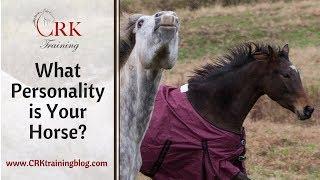 What is Your Horse's Personality?