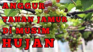 Jenis anggur yang tahan jamur di musim hujan