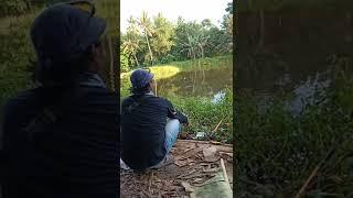 bang mandor mancing#shorts