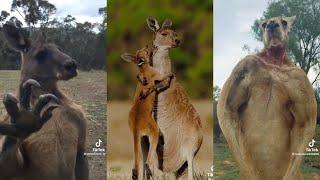 the kangaroo video I made at 3am | Funny Animal Tiktok Compilation