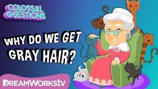 Why Does Your Hair Turn Gray? | COLOSSAL QUESTIONS