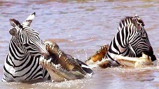 Zebra fights off five crocodiles