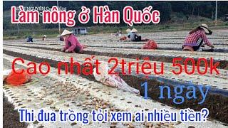 Làm Nông ở Hàn QuốcThi đua trồng tỏi xem ai được nhiều tiền|Xkld  Hàn Quốc _Lao động Hàn Quốc